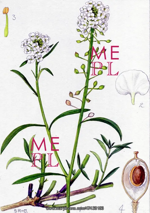  : Alyssum maritimum