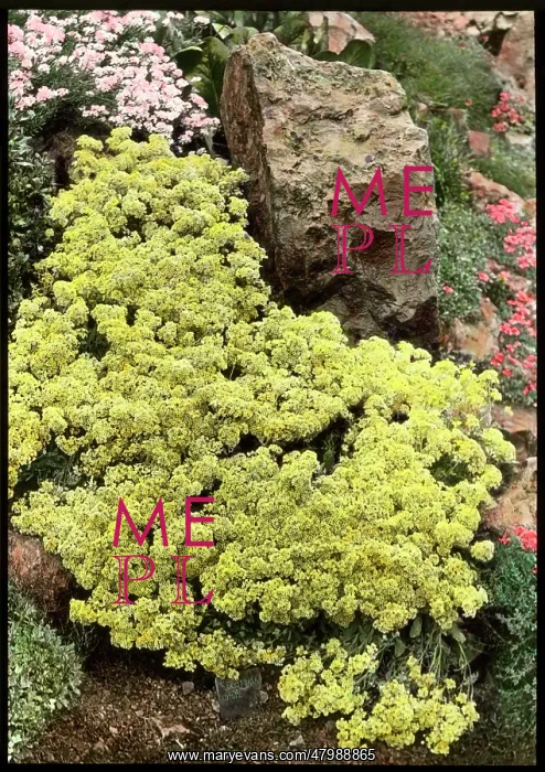 : Alyssum Saxatile Citrinum : Alyssum Saxatile Citrinum