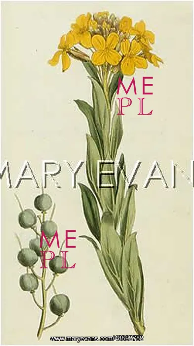  : ALYSSUM UTRICULATUM
