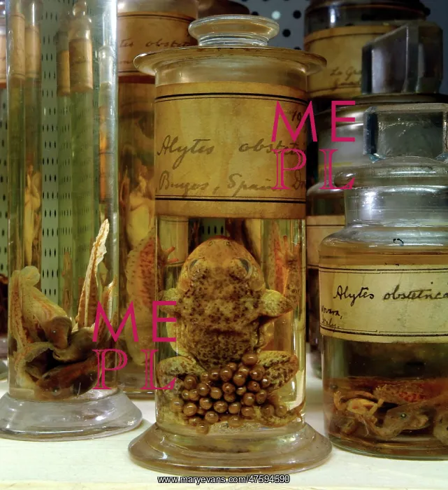 : Alytes obstetricans, midwife toad : Alytes obstetricans, midwife toad