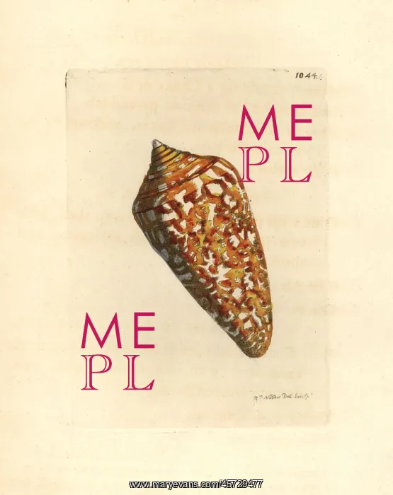 : Amadis cone variety, Conus amadis : Amadis cone variety, Conus amadis
