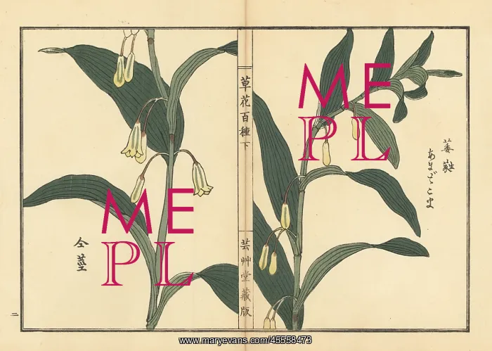 : Amadokoro or Solomon's seal, Polygonatum odoratum : Amadokoro or Solomon's seal, Polygonatum odoratum