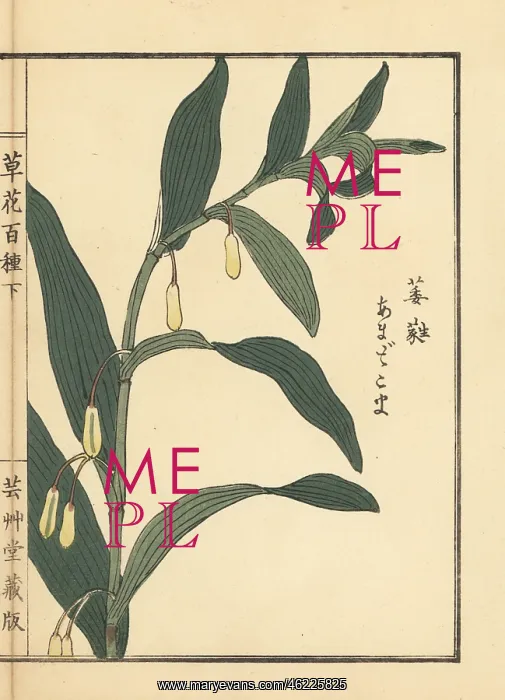 : Amadokoro or Solomon's seal, Polygonatum odoratum : Amadokoro or Solomon's seal, Polygonatum odoratum