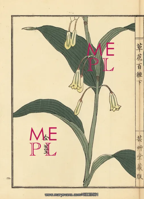 : Amadokoro or Solomon's seal, Polygonatum odoratum : Amadokoro or Solomon's seal, Polygonatum odoratum