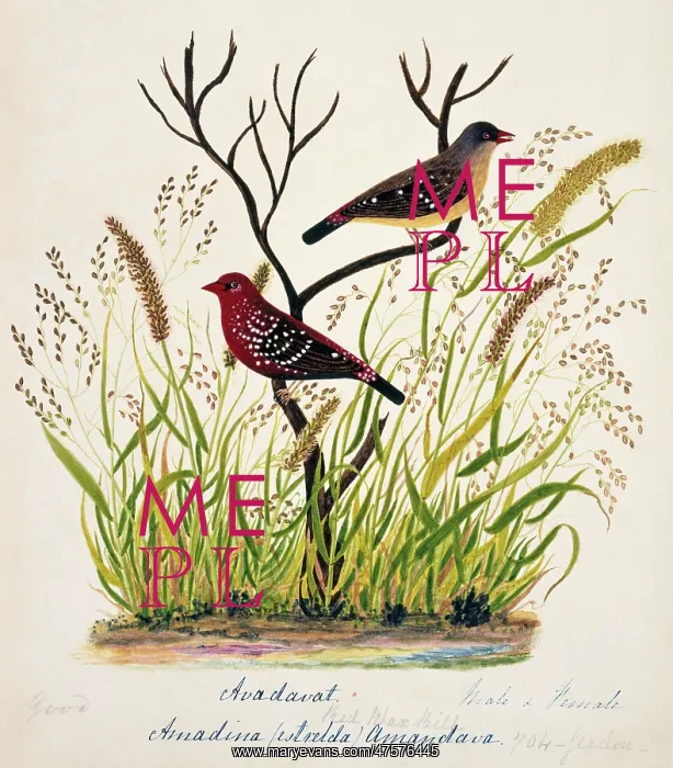 : Amandava amandava, red avadavat : Amandava amandava, red avadavat