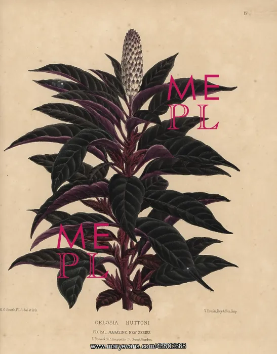: Amaranth or cockscomb with purple and deep : Amaranth or cockscomb with purple and deep