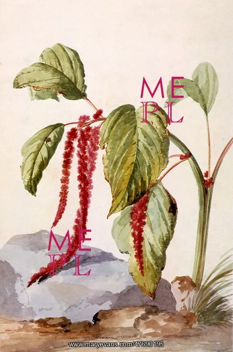 : Amaranthus Caudatus : Amaranthus Caudatus