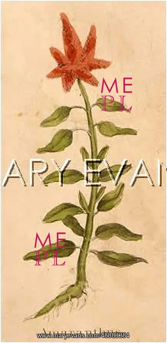  : AMARANTHUS CAUDATUS