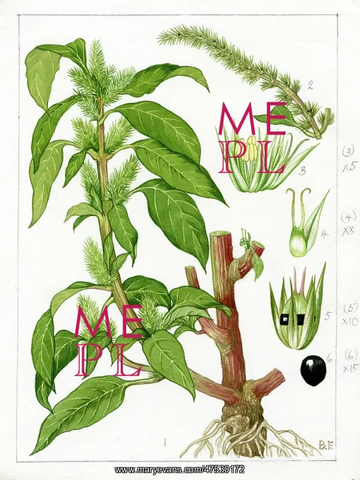 : Amaranthus chlorostachys - slim amaranth : Amaranthus chlorostachys - slim amaranth
