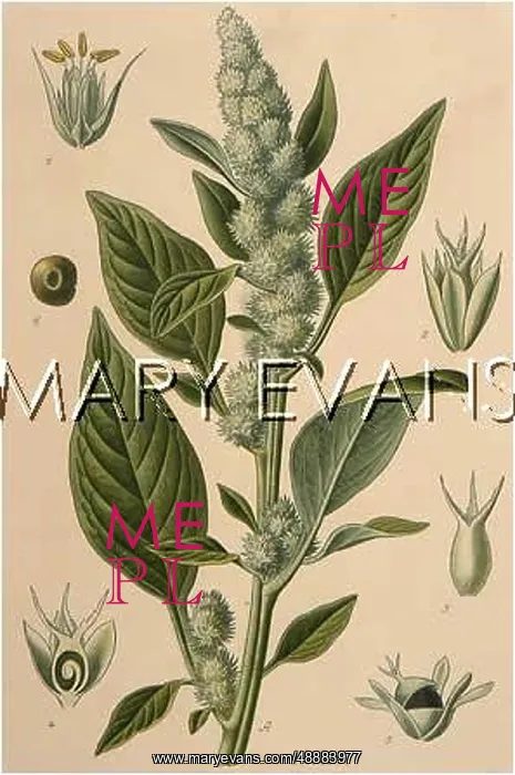  : AMARANTHUS RETROFLEXUS