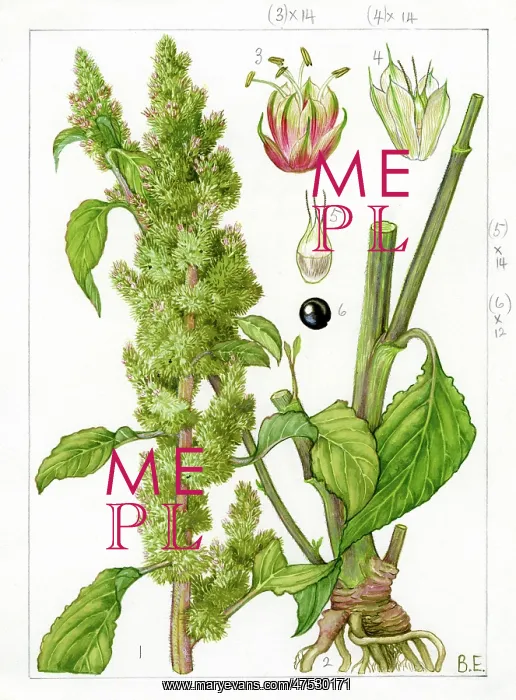 : Amaranthus retroflexus - redroot amaranth : Amaranthus retroflexus - redroot amaranth