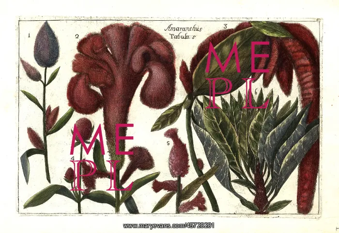 : Amaranthus species : Amaranthus species