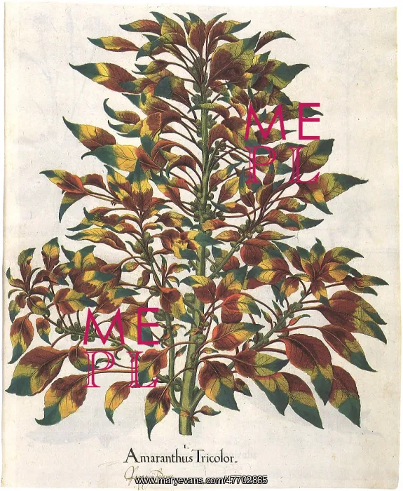: Amaranthus Tricolor : Amaranthus Tricolor