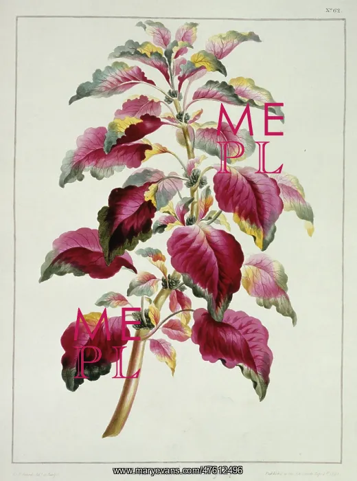 : Amaranthus tricolor, Joseph's coat : Amaranthus tricolor, Joseph's coat
