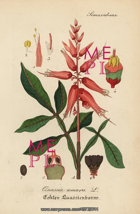 : Amargo, bitter-ash or bitter-wood, Quassia amara : Amargo, bitter-ash or bitter-wood, Quassia amara