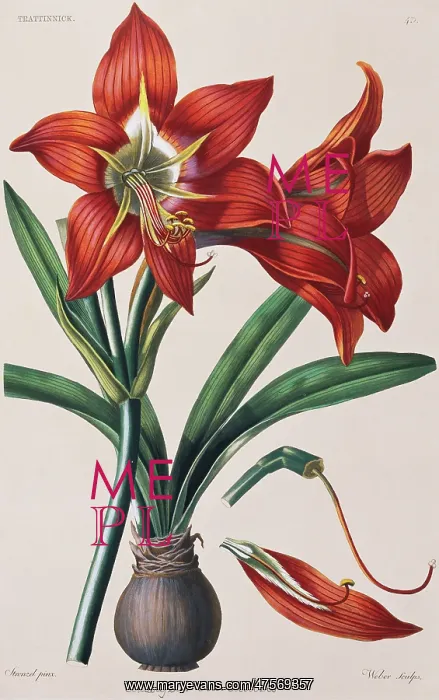 : Amaryllis brasiliensis, amaryllis : Amaryllis brasiliensis, amaryllis