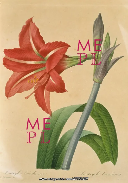 : Amaryllis bresilienne, amaryllis : Amaryllis bresilienne, amaryllis