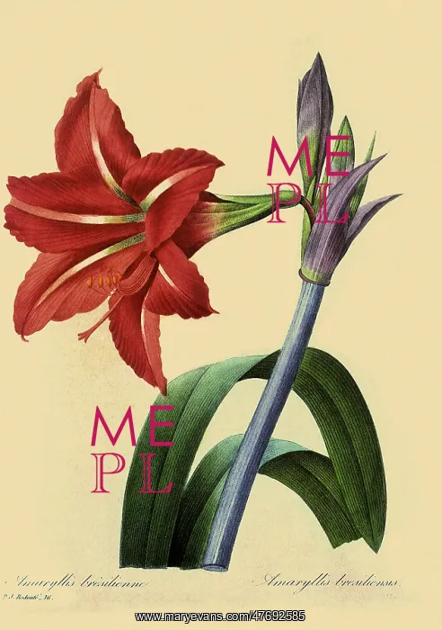 : Amaryllis bresiliensis : Amaryllis bresiliensis