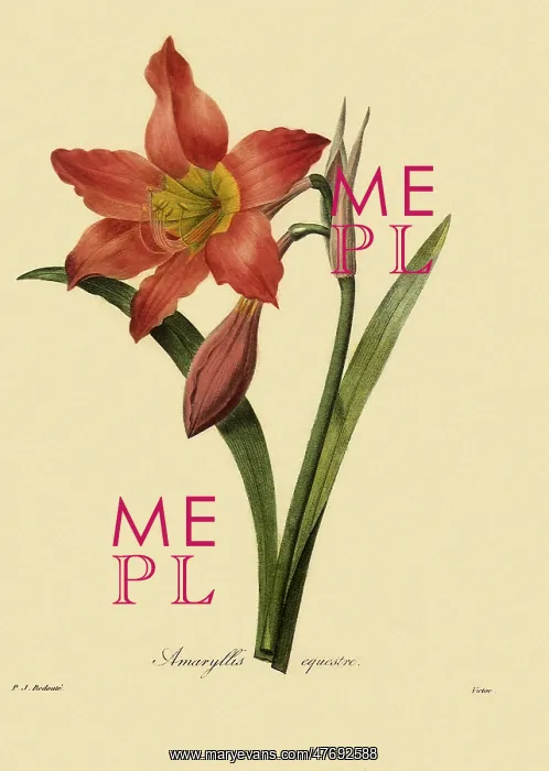 : Amaryllis equestre : Amaryllis equestre