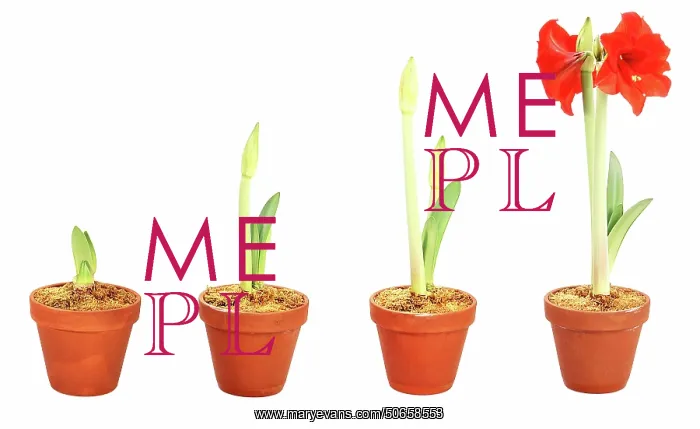 : Amaryllis Growing : Amaryllis Growing