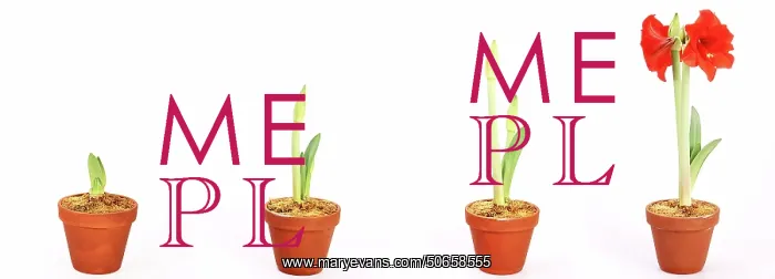 : Amaryllis Growing : Amaryllis Growing