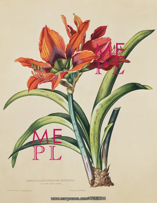 : Amaryllis hybrida miniata, amaryllis : Amaryllis hybrida miniata, amaryllis