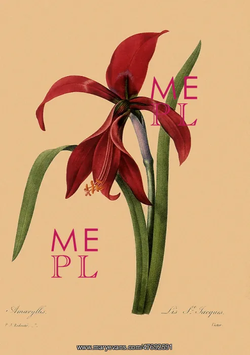 : Amaryllis, Lys St. Jacques : Amaryllis, Lys St. Jacques