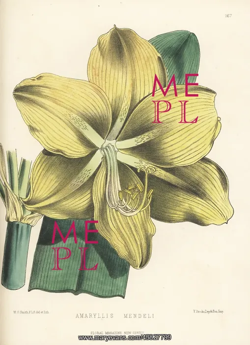 : Amaryllis mendelii, raised by Bernard Samuel Williams : Amaryllis mendelii, raised by Bernard Samuel Williams