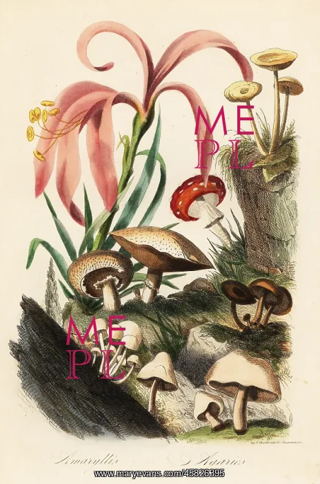 : Amaryllis and mushrooms : Amaryllis and mushrooms