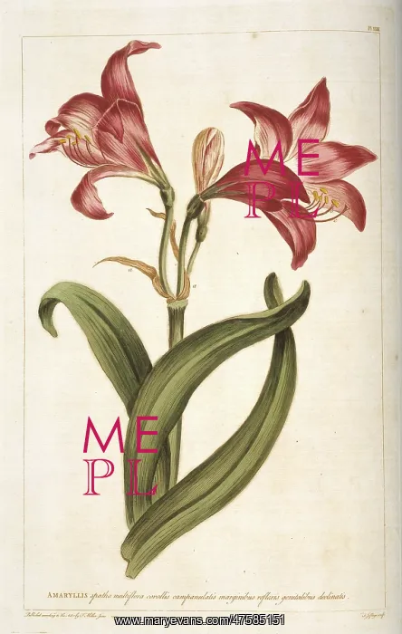 : Amaryllis sp. amarylis : Amaryllis sp. amarylis