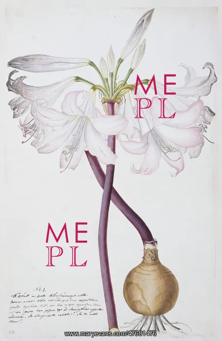 : Amaryllis sp. amarylis : Amaryllis sp. amarylis