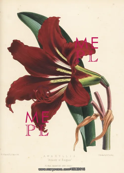 : Amaryllis variety, Beauty of Reigate : Amaryllis variety, Beauty of Reigate