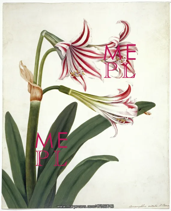 : Amaryllis vittata, amaryllis : Amaryllis vittata, amaryllis