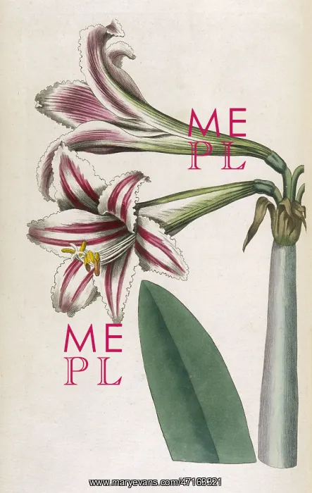 : Amaryllis Vittata or Superb Amaryllis : Amaryllis Vittata or Superb Amaryllis