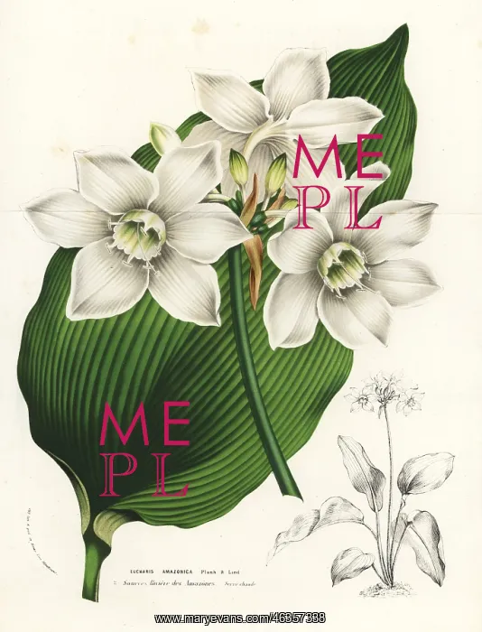 : Amazon lily, Eucharis amazonica : Amazon lily, Eucharis amazonica