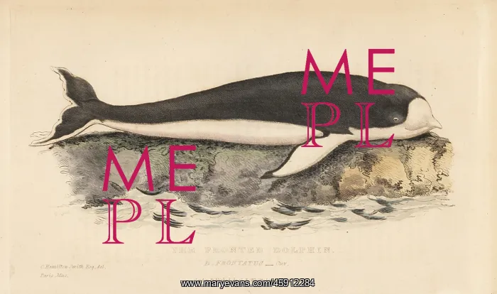 : Amazon river dolphin, Inia geoffrensis : Amazon river dolphin, Inia geoffrensis