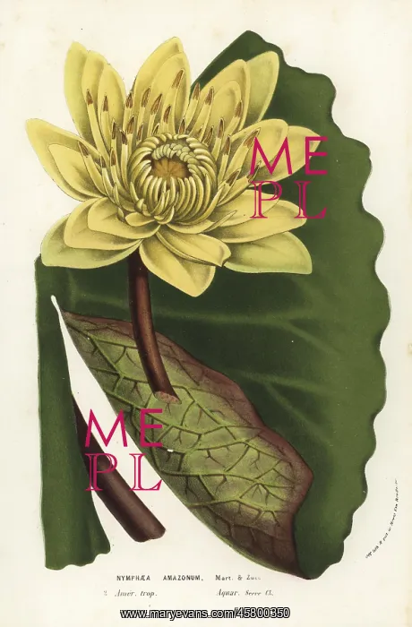 : Amazon water-lily, Nymphaea amazonum : Amazon water-lily, Nymphaea amazonum