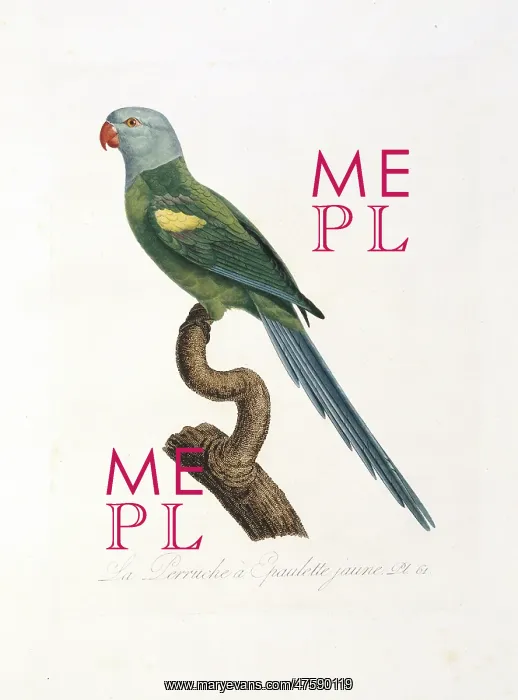 : Amazona barbadensis, yellow-shouldered parrot : Amazona barbadensis, yellow-shouldered parrot