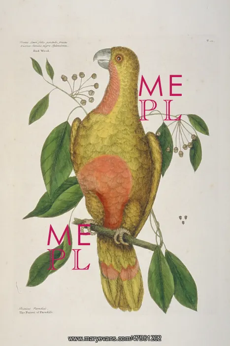 : Amazona leucopcephala, Cuban parrot : Amazona leucopcephala, Cuban parrot
