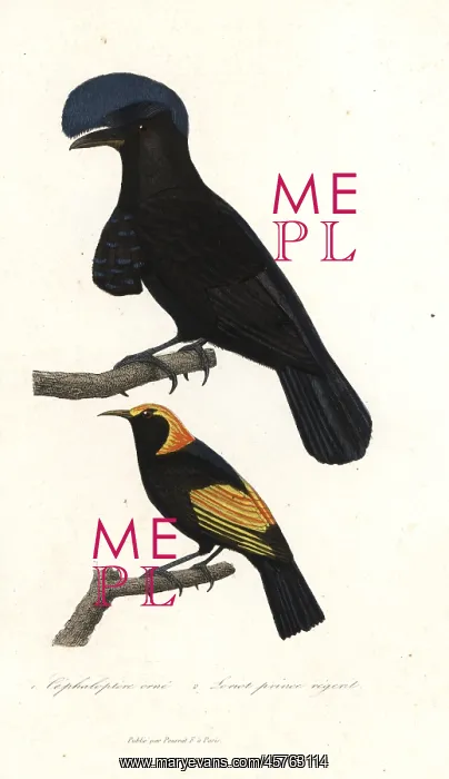: Amazonian umbrellabird and regent bowerbird : Amazonian umbrellabird and regent bowerbird