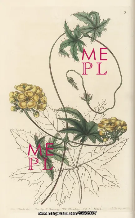 : Amazonvine, Stigmaphyllon jatrophifolium : Amazonvine, Stigmaphyllon jatrophifolium