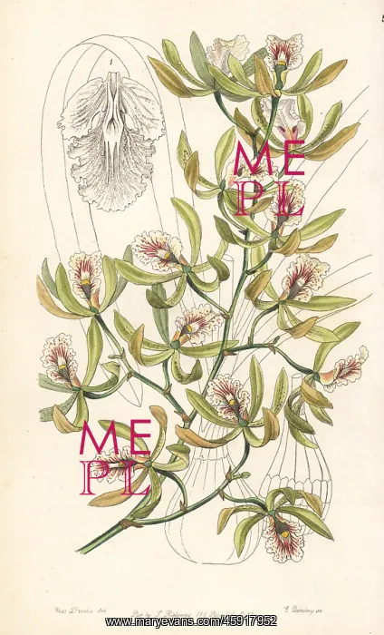 : Ambiguous encyclia orchid, Encyclia ambigua : Ambiguous encyclia orchid, Encyclia ambigua
