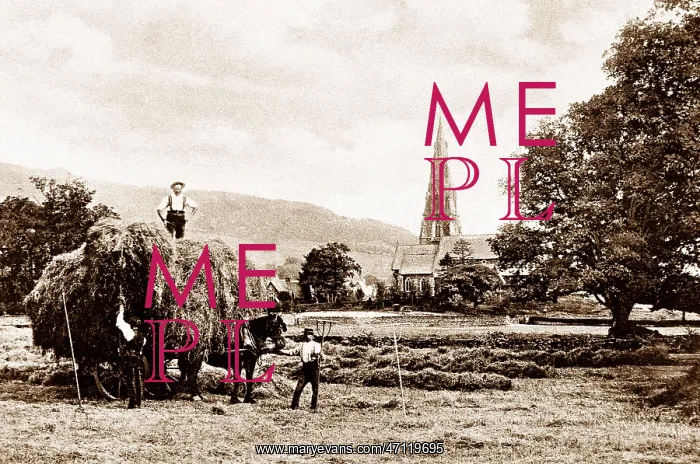  : Ambleside Haymaking early 1900s