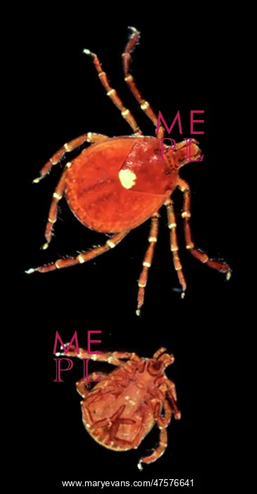 : Amblyomma americanum, lone star tick : Amblyomma americanum, lone star tick
