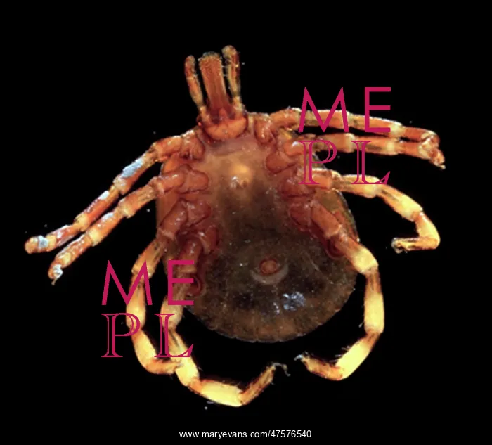 : Amblyomma hebraeum, African cattle tick : Amblyomma hebraeum, African cattle tick