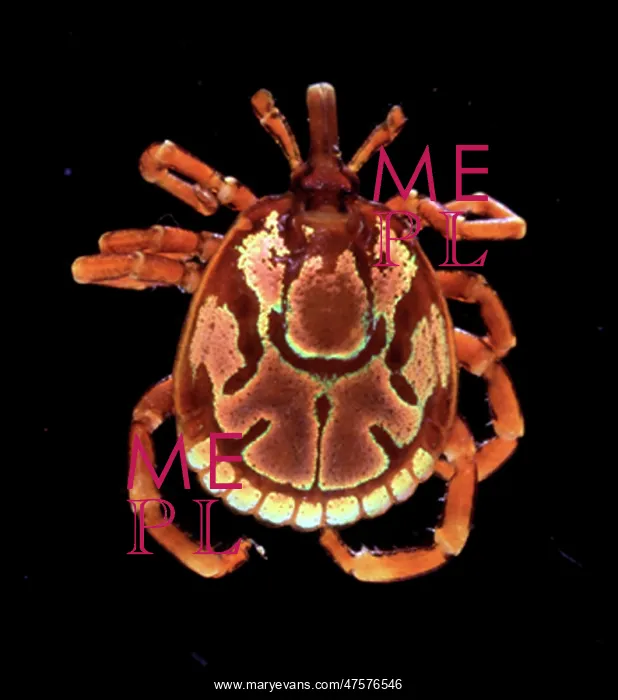 : Amblyomma hebraeum, African cattle tick : Amblyomma hebraeum, African cattle tick