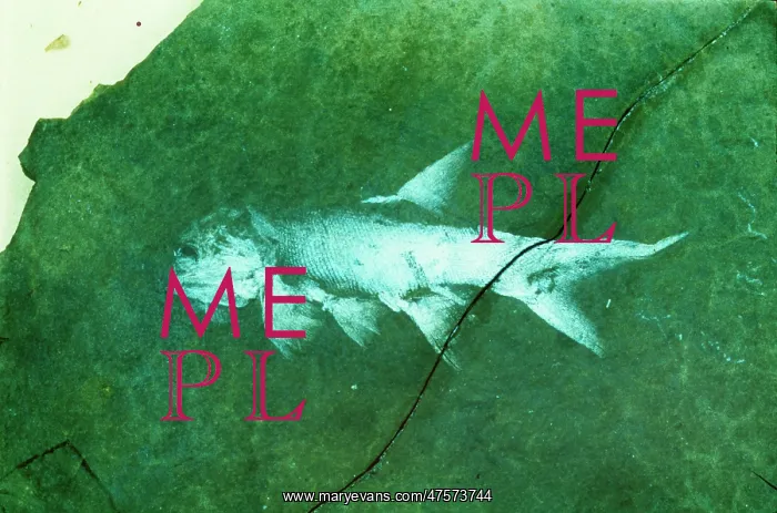 : Amblypterus, palaeoniscid fish : Amblypterus, palaeoniscid fish