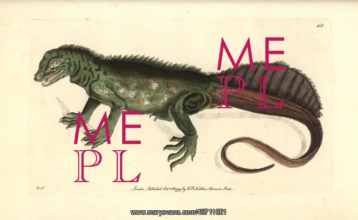: Amboina sail-finned lizard, Hydrosaurus amboinensis : Amboina sail-finned lizard, Hydrosaurus amboinensis