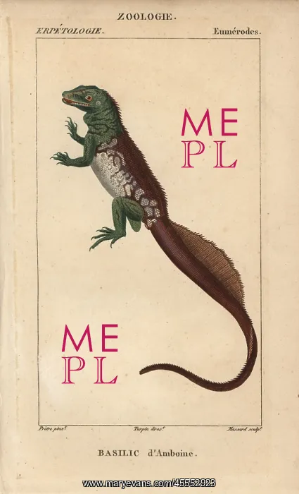: Amboina sailfin lizard, Hydrosaurus amboinensis : Amboina sailfin lizard, Hydrosaurus amboinensis