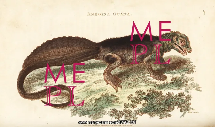 : Amboina sailfin lizard, Hydrosaurus amboinensis : Amboina sailfin lizard, Hydrosaurus amboinensis